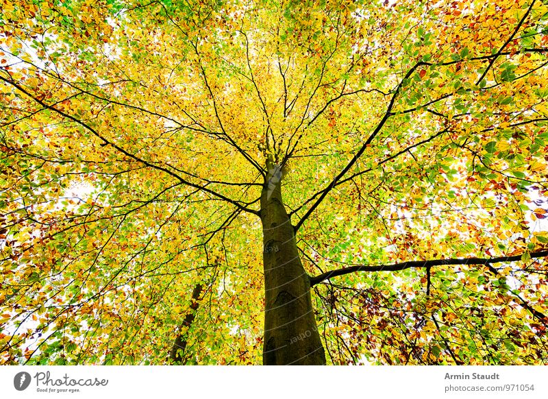 TREE CROWN Nature Plant Cloudless sky Autumn Tree Beech tree Forest Stand Faded To dry up Growth Esthetic Authentic Exceptional Fantastic Far-off places