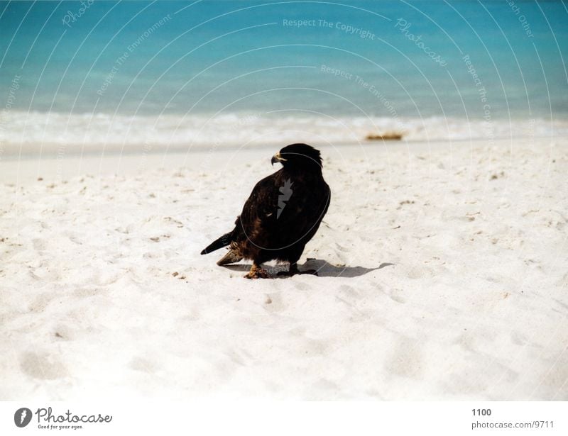 buzzard Hawk Bird of prey Animal Ocean Beach Vacation & Travel Galapagos islands Water Sand Be confident