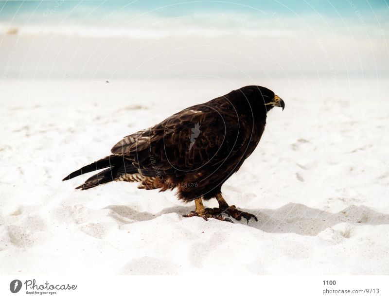 buzzard Hawk Bird of prey Animal Ocean Beach Vacation & Travel Galapagos islands Water Sand Be confident