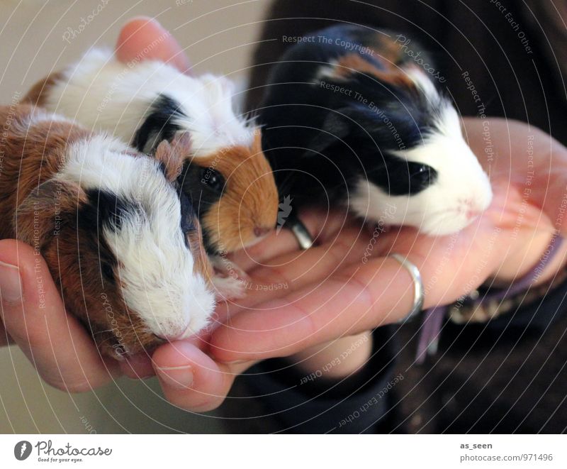 RENEWS Hand Fingers Pet Zoo Petting zoo Guinea pig Rodent 3 Animal Group of animals Baby animal Animal family Sit Authentic Cuddly Small Soft Brown Black White