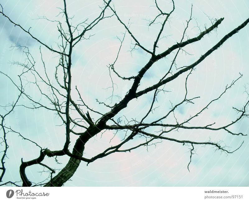 dead branch Branch Twig Tree Death Grief Hope Clouds Structures and shapes