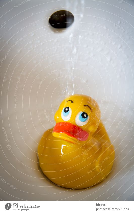 doused duckling Bathroom Sink Water Drops of water Squeak duck Swimming & Bathing Funny Wet Positive Yellow White Sadness Loneliness Experience Infancy Innocent