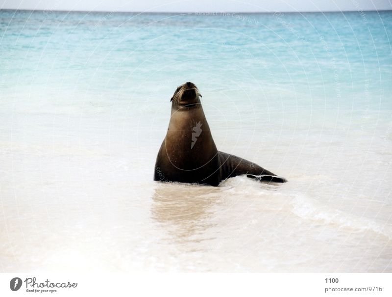 seal Animal Ocean Beach Vacation & Travel Galapagos islands sealhound Island Looking Water Sand Be confident