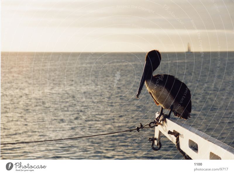 pelican Pelican Ocean Watercraft Horizon bird Sit