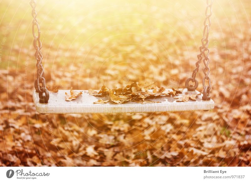 Abandoned swing in the autumn sun Nature Sunlight Autumn Wind Leaf Park Toys Sadness Yellow Emotions Moody Romance Grief Loneliness Poverty Leisure and hobbies