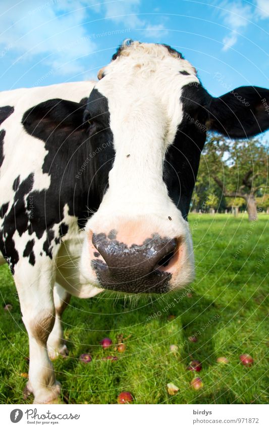 A black and white dairy cow in a pasture looks curiously into the camera. Nice weather Cow Farm animal Agriculture Summer Meadow 1 Animal Funny Curiosity Black