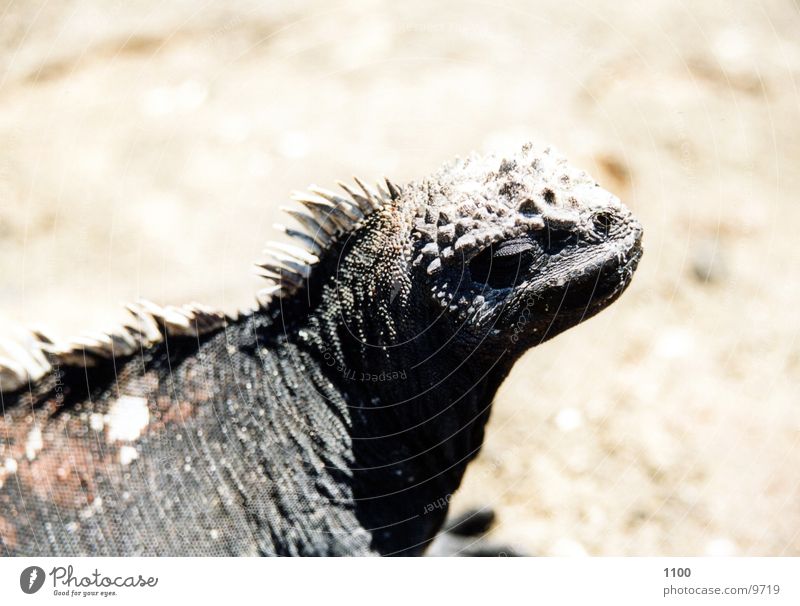 sea lizard Marine iguana Saurians Iguana Galapagos islands Primitive times Looking