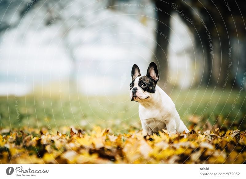 Cardhu Pt. 4 Nature Landscape Plant Autumn Tree Grass Park Meadow Forest Animal Pet Dog french buldoge 1 Observe Sit Free Happiness Small Brown Yellow Gold