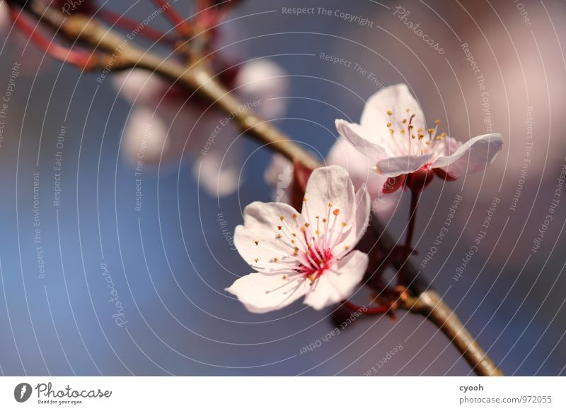 cherry blossom Spring Beautiful weather Blossom Garden Park Blossoming Fragrance Fresh New Pink Happiness Joie de vivre (Vitality) Spring fever Anticipation