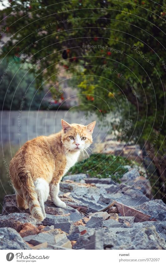 Just another cat Relaxation Summer Nature Animal Wall (barrier) Wall (building) Pet Cat 1 Stone Rotate Looking Cuddly Wild Yellow Orange Red Love of animals