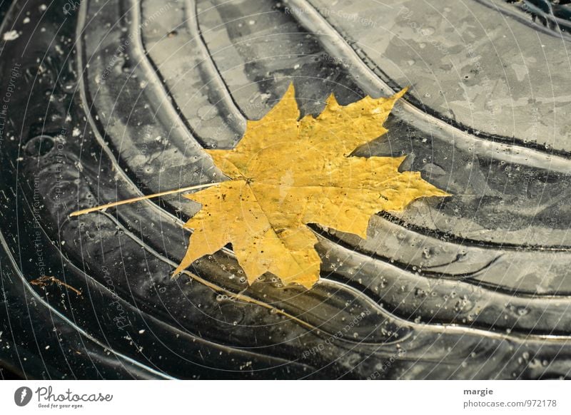 A yellow autumn leaf frozen in ice Environment Nature Plant Animal Water Drops of water Autumn Winter Climate Climate change Ice Frost Tree Leaf Waves Lakeside