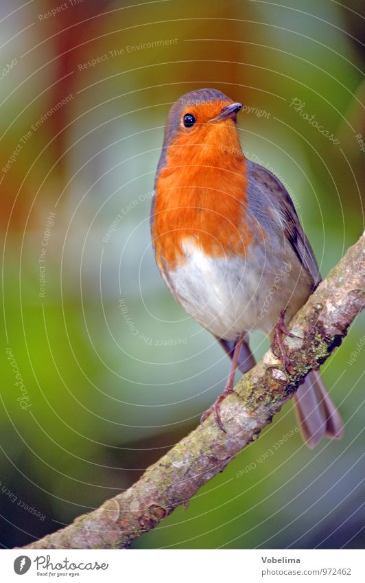 robin Animal Bird 1 Natural Multicoloured Gray Green Orange Red Robin redbreast songbird erithacus Colour photo Exterior shot Copy Space left Day Forward