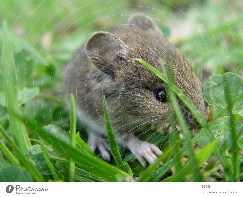 little mouse Field Grass Sweet Field vole Meadow Rodent Mammal Mouse little animal
