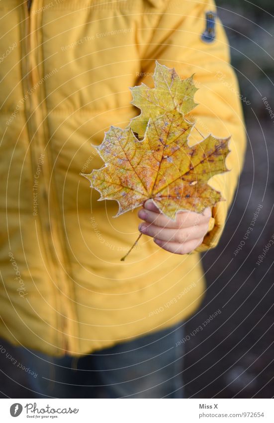 iced Human being Child Toddler Girl Boy (child) Hand 1 1 - 3 years 3 - 8 years Infancy 8 - 13 years Autumn Winter Weather Ice Frost Snow Leaf Cold Hoar frost