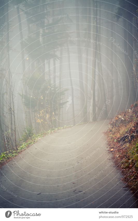 Please don't go in there! Tree Secrecy Calm Sadness Concern Death Fear Fog Shroud of fog Misty atmosphere Cloud forest Forest Footpath Lanes & trails Street