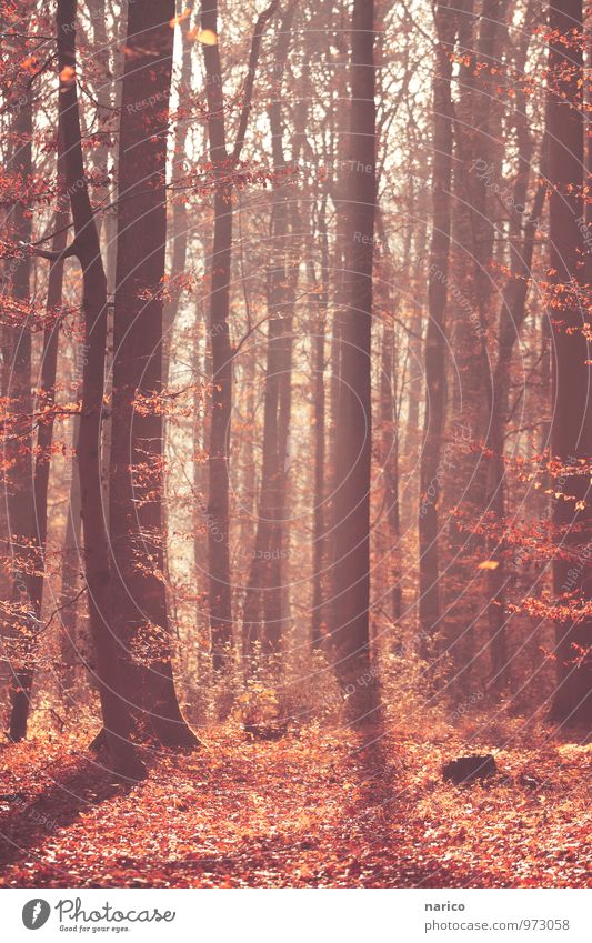 mysterious forest Environment Nature Plant Autumn Beautiful weather Tree Leaf foliage Forest Wood Natural Red Colour photo Subdued colour Exterior shot Day