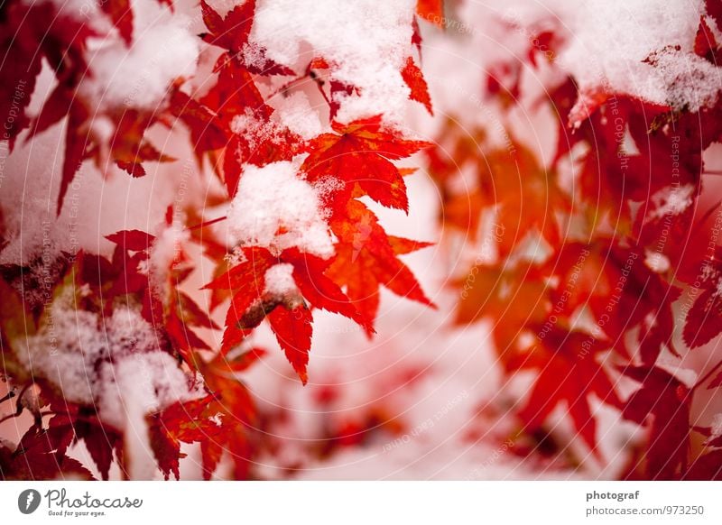 Autumn with snow Life To talk Art Nature Plant Air Water Winter Ice Frost Snow Snowfall Tree Forest Beetle Wood Growth Cold Pink Red White Emotions Earth Ground