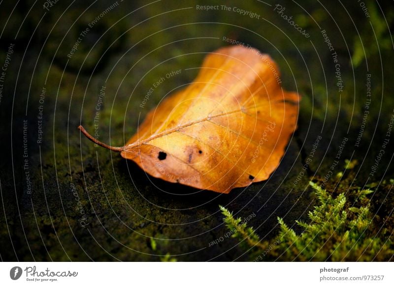 autumn Life To talk Art Nature Air Water Autumn Tree Forest Beetle Wood Growth Juicy Brown Yellow Gold Emotions Joy Contentment Joie de vivre (Vitality) Power