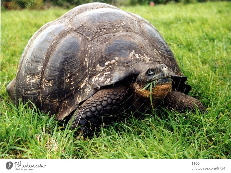 turtle Turtle Large Giant tortoise Galapagos islands Reptiles Appetite Meadow South America grass Nutrition