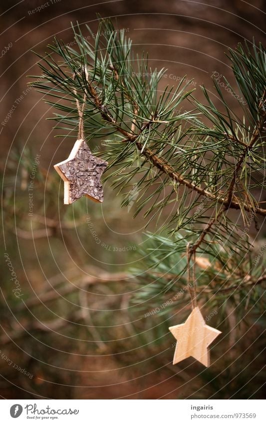 Back to nature Christmas & Advent Nature Plant Tree Coniferous trees Branch Pine Pine needle Wood Star (Symbol) Hang Sharp-edged Thorny Brown Green Moody