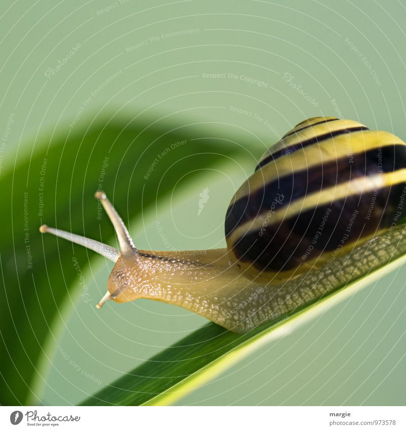 snail mail: a yellow-brown snail on a stem with a neutral background Environment Nature Plant Grass Leaf Crumpet Animal face Esthetic Yellow Green Caution