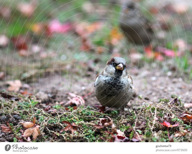 ...some crumbs for me? Animal Wild animal Bird Sparrow Songbirds 1 Crouch Looking Brash Natural Curiosity Cute Brown Gray Green Orange Red Happy Contentment