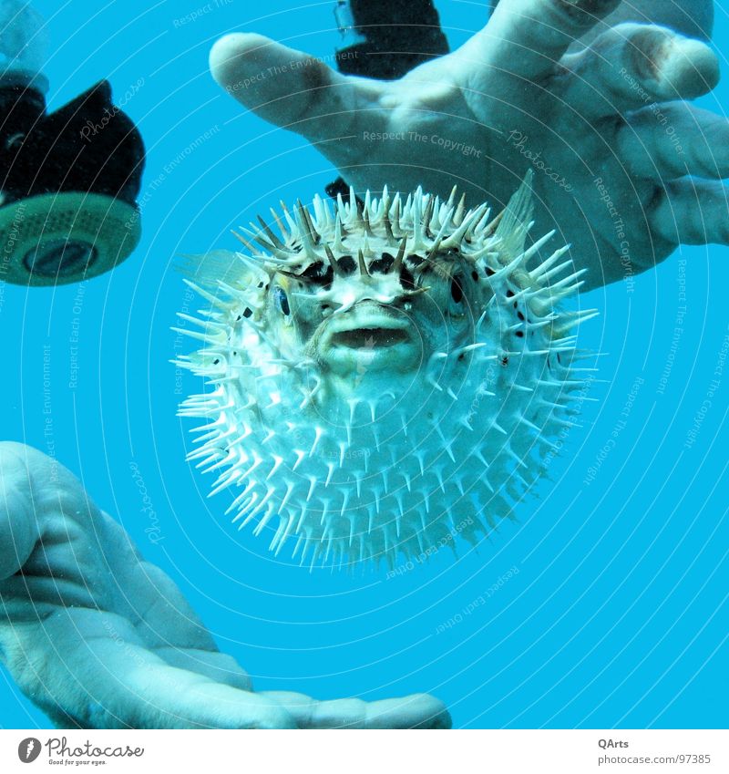 Blown up! Globefish Diver Ocean Hand Fish Aquatics Water Blue Animal portrait Animal face Bizarre Underwater photo
