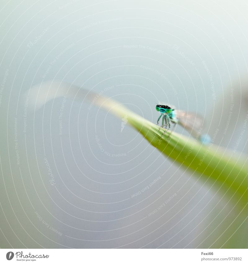 fly / first a break Nature Water Summer Grass Wild plant Common Reed Lakeside Pond Wild animal Animal face Dragonfly Insect Articulate animals 1 Natural Blue