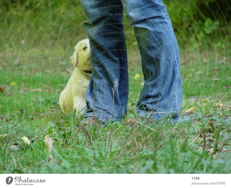 With foot Dog Grass Meadow Green Puppy Feet Legs