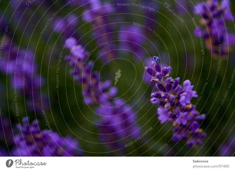 The scent of lavender Lavender Violet Plant Blossom Green Aromatic Medicinal plant Perfume Fragrance Odor