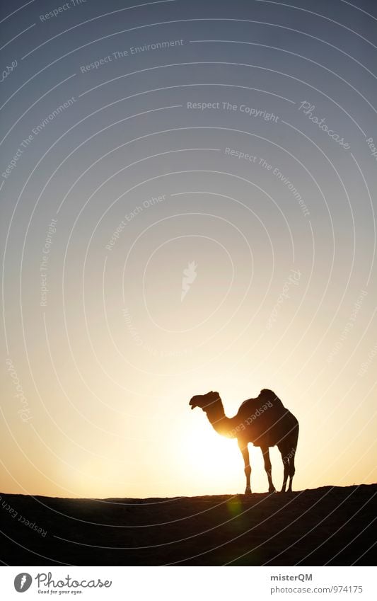 Desert Cab I Art Esthetic Contentment Camel Camel hump Head of a camel Warmth Mirage Sunset Sunlight Sunbeam Sunbathing Dry Loneliness Sahara Animal Exotic