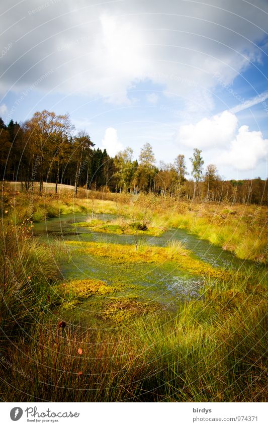 raised bog Nature Landscape Plant Elements Water Sky Clouds Summer Autumn Grass Forest Bog Marsh Pond Natural Wild Loneliness Idyll Nature reserve Fen