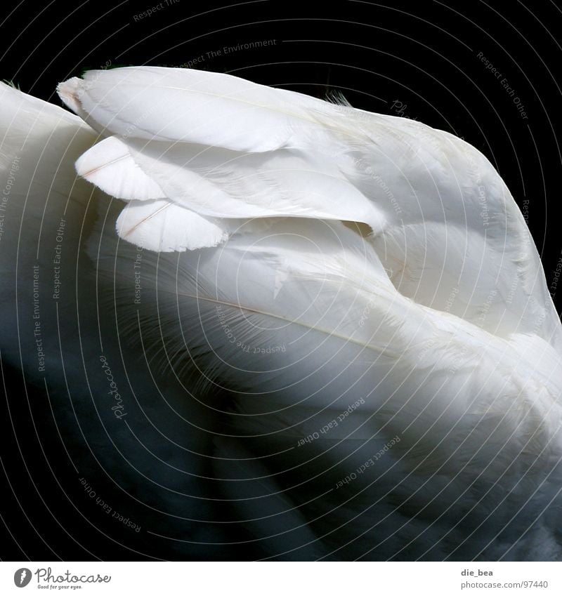 swan Swan Bird Feather White Black tail feather Black & white photo