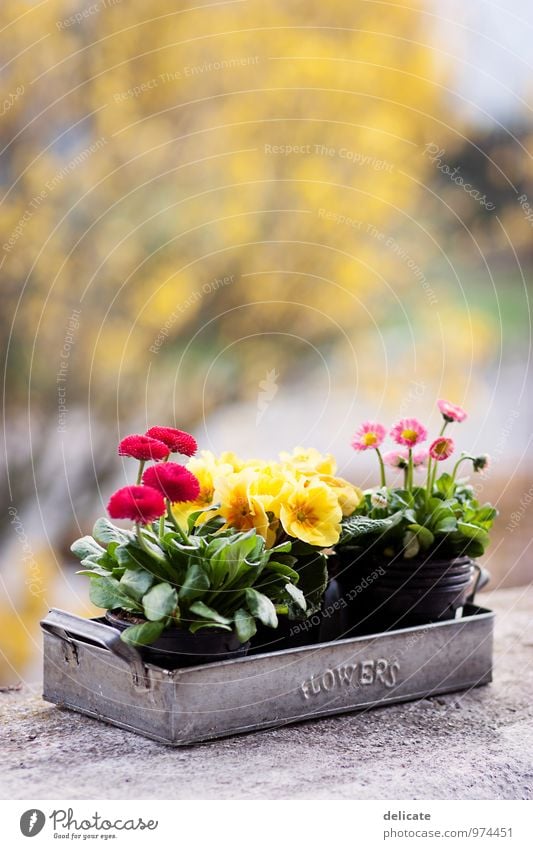 Flowers II Nature Plant Animal Bushes Blossom Spring flower Bud Daisy Violet Blossoming Garden Flower power Tin Red Yellow Forsythia blossom Blur Isolated Image
