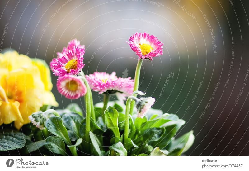 Flowers III Nature Plant Animal Leaf Blossom Garden Blossoming Growth Fragrance Beautiful Multicoloured Yellow Green Pink White Daisy Violet Isolated Image Blur