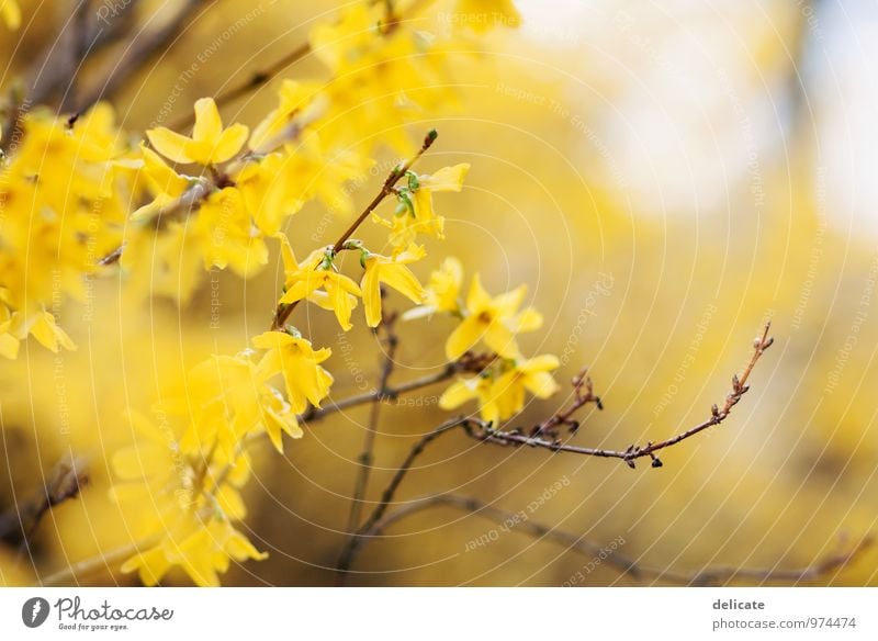 forsythia Nature Spring Plant Flower Bushes Blossom Forsythia blossom Garden Meadow Field Observe Blossoming Fragrance Illuminate Yellow Blur