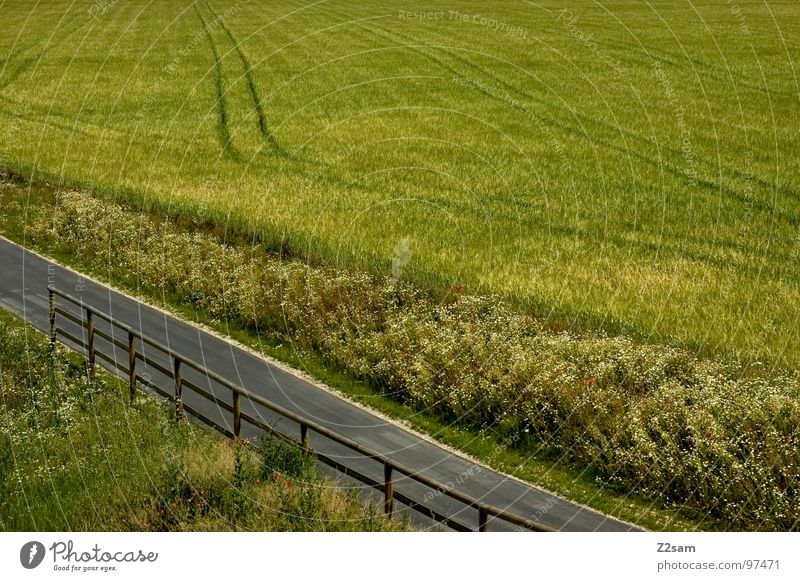 field away Field Footpath Concrete Wood Green Summer Tar Nature Lanes & trails Grass Parallel Street Handrail Tree trunk Harvest Grain Line landscape