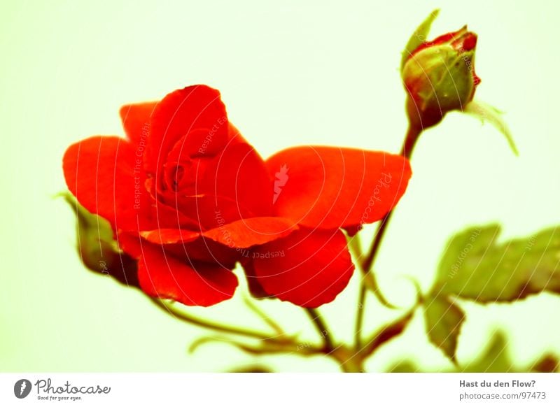 La Rose Red Thorn Rose tree Summer Foreplay Spring Romance Blossom Passion green and red heart attackers it´s Just You