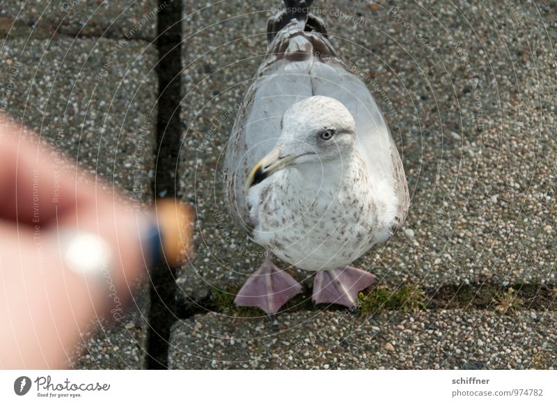 Get your fucking hand off me! Hand Fingers Animal Bird 1 Feeding Looking Beg To feed Seagull Gull birds Bird's-eye view Birdseed Paving stone Exterior shot