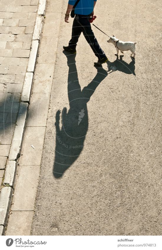 Belgian Pittbullherrchen Human being Masculine Man Adults 1 Animal Pet Dog Going Walk the dog To go for a walk Pulling back Reluctant Pavement Street Sidewalk