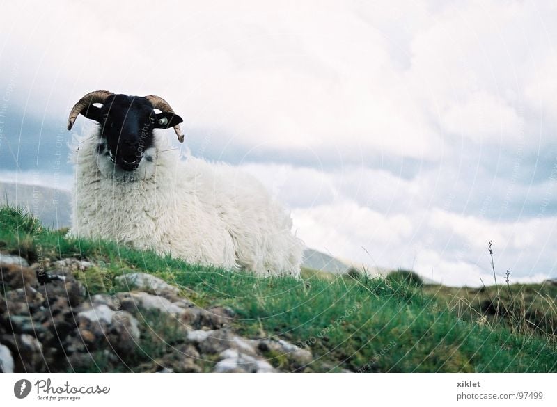 sheep Sheep Grass Pasture Green White Black Antlers Stony Sit Lie Ireland Clouds in the sky Covered Exterior shot Colour photo Deserted Worm's-eye view