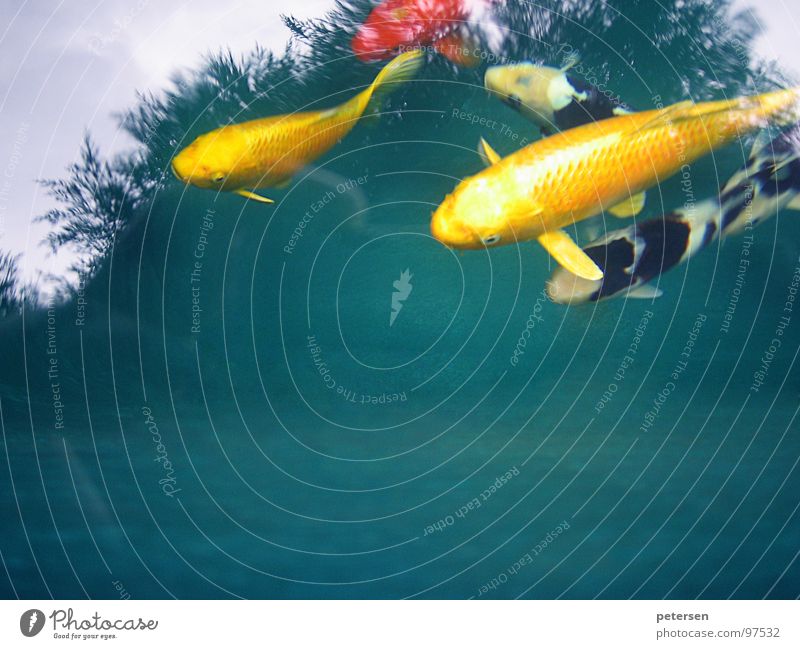 Floating investment Koi Pond Yellow Multicoloured Fish Japan Water Carp Nishikigoi Swimming & Bathing