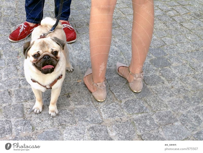Views of a pug Human being Masculine Feminine Feet 2 Environment Street Paving stone Footwear Sneakers Animal Pet Dog Pug 1 Stone Looking Stand Authentic