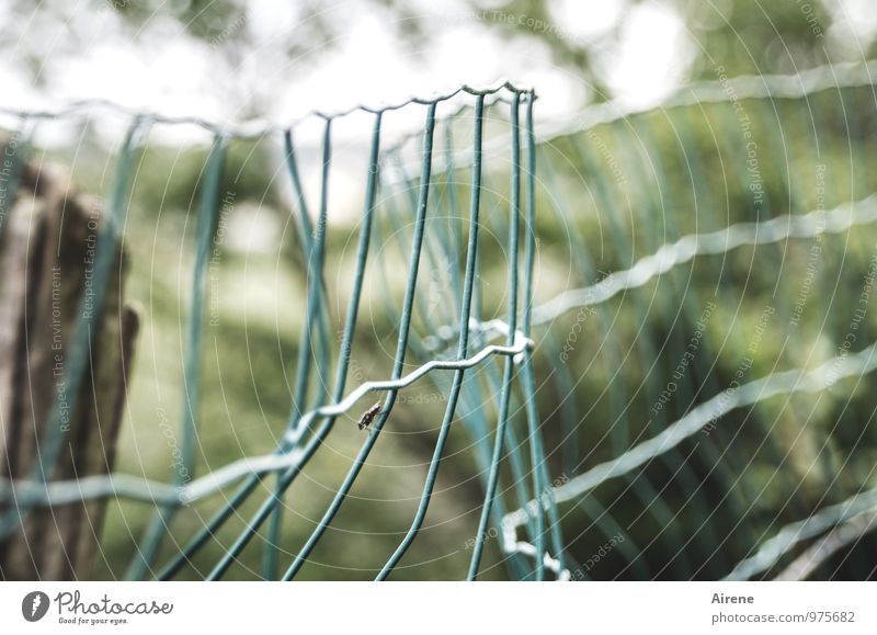 Fence with guest Animal Fly Insect Mosquitos 1 Wire Wire fence Wire netting fence Metal Network Reticular Sit Wait Broken Green Turquoise Bend Slack Flexible