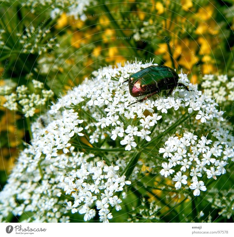 beetle Animal Beetle Small Disgust Dazzling Glittering White Green Yellow Flower Blur Near Macro (Extreme close-up) Plant Plantlet Hideous Nature Rose beetle