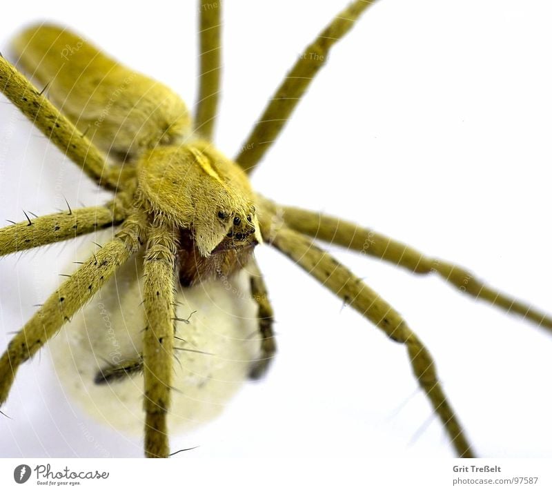 List spider (Pisaura mirabilis) with cocoon Spider Cocoon Summer Meadow White Speed list spider Woven spiderweb