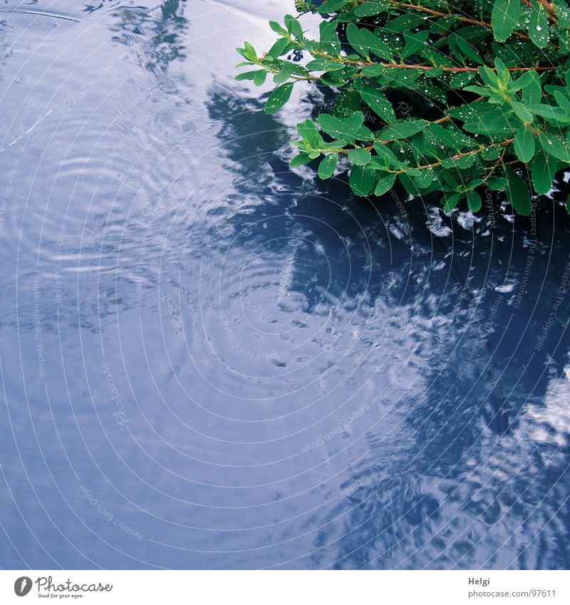 Green plant in the rain Rain To fall Wet Plant Leaf Reflection Stalk Circle Storm Puddle Summer Garden Park Water Part Drops of water Blue Twig Shadow raindrops