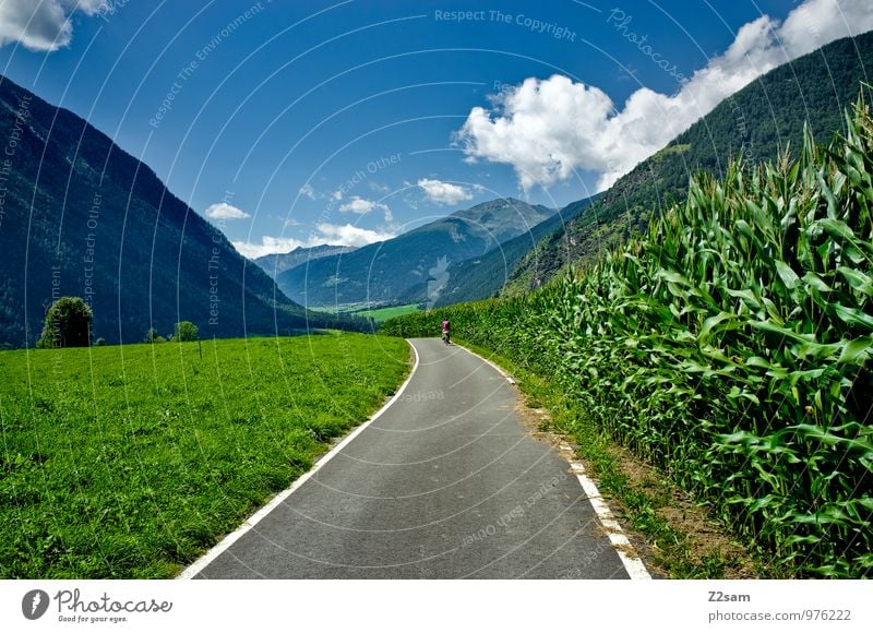 Etsch cycle path Environment Nature Landscape Sky Clouds Summer Beautiful weather Bushes Alps Mountain Traffic infrastructure Cycling Cycle path Relaxation