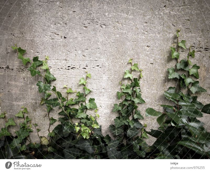 cemetery plant Nature Summer Autumn Ivy Deserted Wall (barrier) Wall (building) Garden Growth Gray Green Decline Transience Overgrown Evergreen plants Tendril
