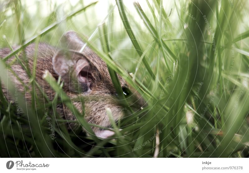 Mice 2 Spring Summer Autumn Grass Meadow Animal Wild animal Mouse 1 Crouch Authentic Small Near Cute Brown Green Protection Nature Hidden Hide Hiding place